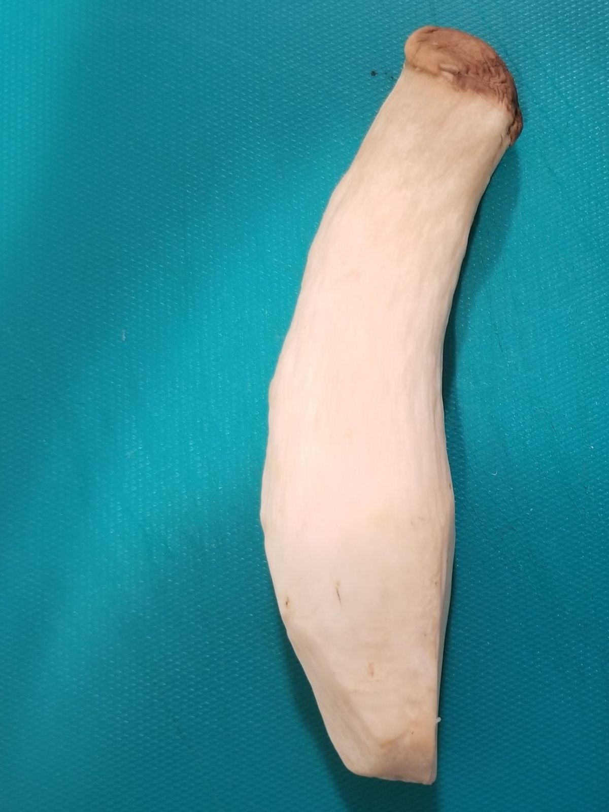 King oyster mushroom. 