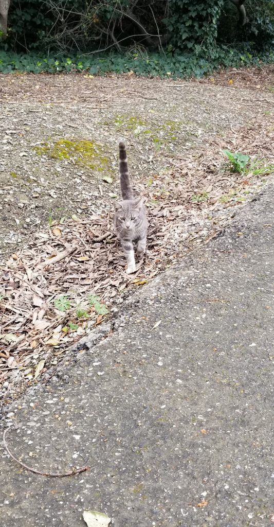 Small gray cat outside
