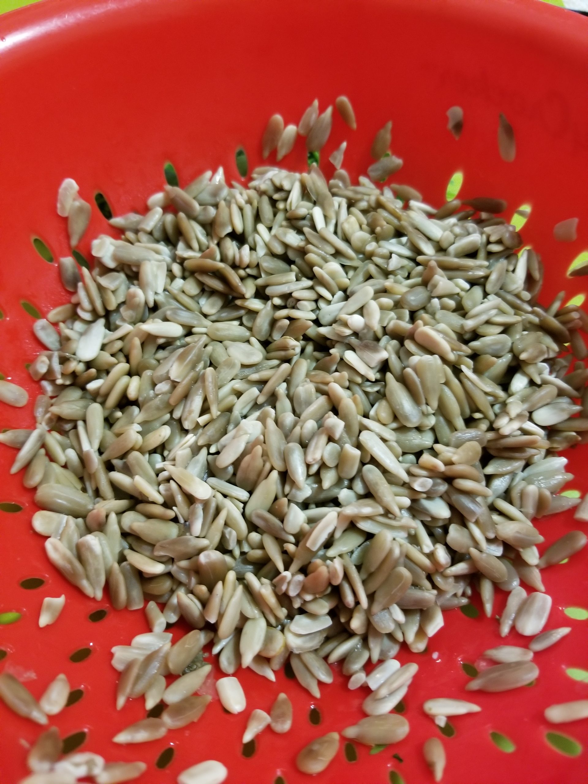 Boiled and drained sunflower seeds in a colander 