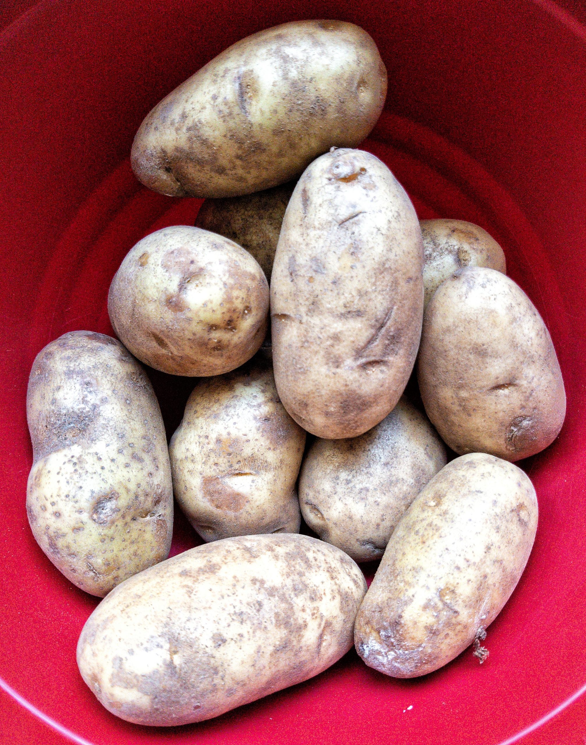 Russet potatoes in a large, red bowl 