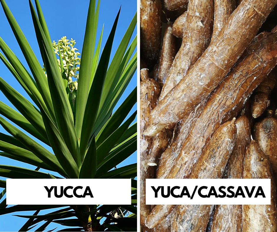 Collage with yucca flowering plant and yucca/cassava roots. 