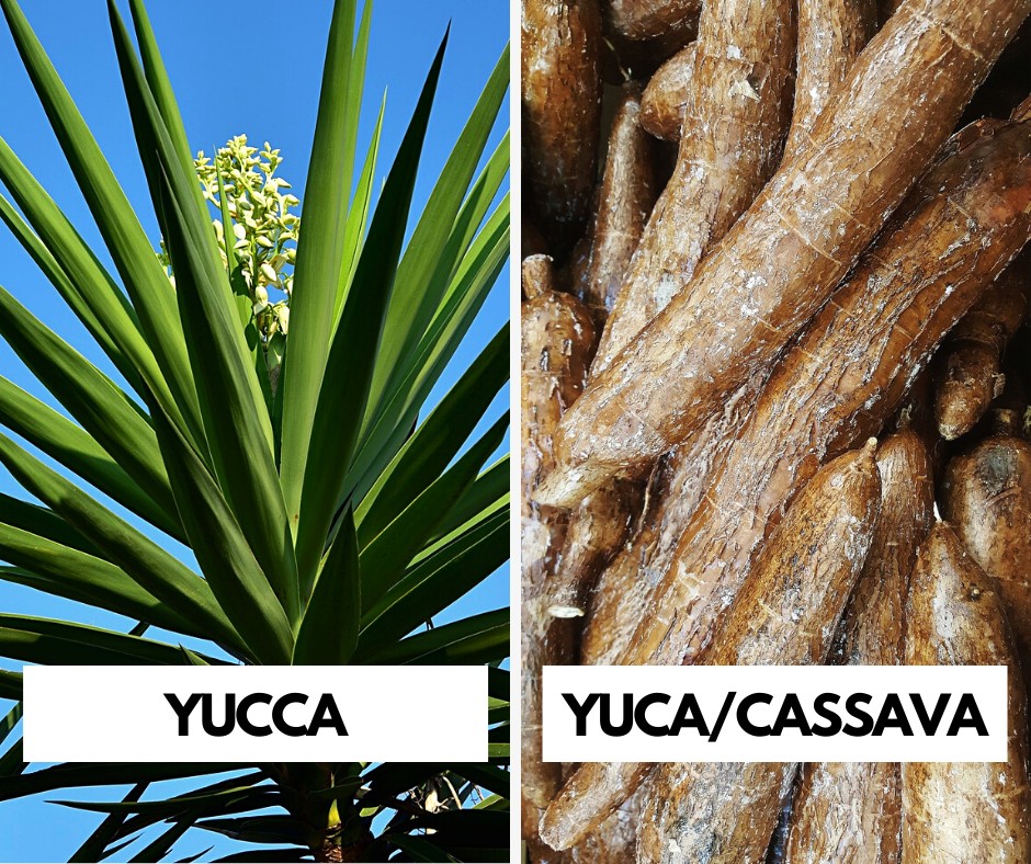 What Is Yuca Recipes Origins Benefits Plant Based And Broke