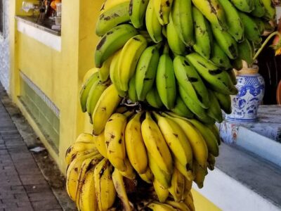 Green and yellow plantains.