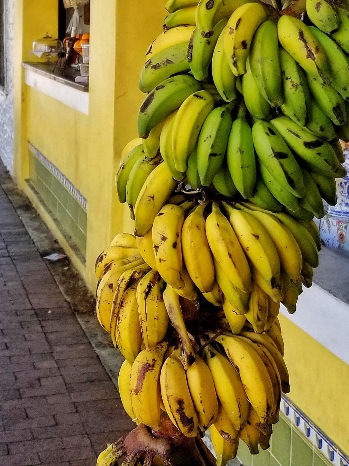 Green and yellow plantains hanging from a tree. 